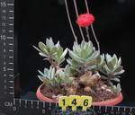 Senecio abyssinicus Senecio abyssinicus