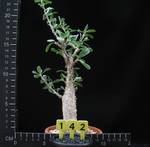 Sesamothamnus lugardii Sesamothamnus lugardii