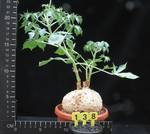 Jatropha berlandieri Jatropha berlandieri