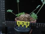 Pelargonium sp. Pelargonium sp.