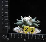 Ariocarpus furfuraceus Ariocarpus furfuraceus