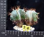 Astrophytum ornatum Astrophytum ornatum
