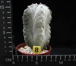 Astrophytum strongylogonum v. quadricostatum Astrophytum strongylogonum v. quadricostatum
