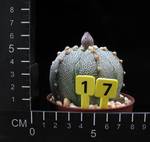 Astrophytum asterias Astrophytum asterias