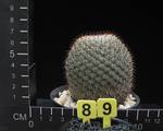 Mammillaria haageana Mammillaria haageana