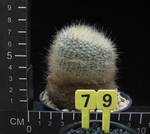 Brasilicactus haselbergii Brasilicactus haselbergii