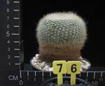 Brasilicactus haselbergii Brasilicactus haselbergii
