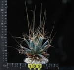 Leuchtenbergia prinzipis Leuchtenbergia prinzipis
