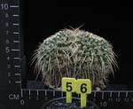 Mammillaria nejapensis Mammillaria nejapensis