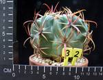 Ferocactus latispinus Ferocactus latispinus