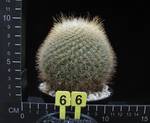 Parodia mutabilis Parodia mutabilis