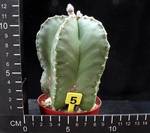 Astrophytum myriostigma v. nudum Astrophytum myriostigma v. nudum