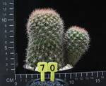 Weingartia erinacea Weingartia erinacea
