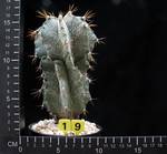 Astrophytum ornatum v. mirbelii Astrophytum ornatum v. mirbelii