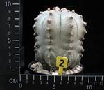 Astrophytum asterias x myriostigma Astrophytum asterias x myriostigma