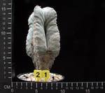 Astrophytum strongylogonum v. quadricostatum Astrophytum strongylogonum v. quadricostatum