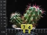 Ferocactus stainesii Ferocactus stainesii