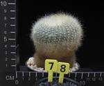 Brasilicactus haselbergii Brasilicactus haselbergii