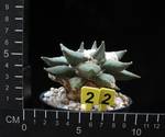 Ariocarpus retusus Ariocarpus retusus