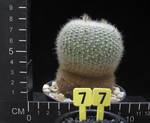 Brasilicactus haselbergii Brasilicactus haselbergii