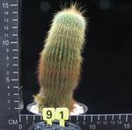 Notocactus leninghausii Notocactus leninghausii