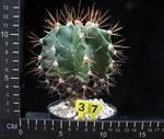 Astrophytum ornatum Astrophytum ornatum