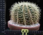 Echinocactus grusonii Echinocactus grusonii
