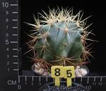 Ferocactus histrix Ferocactus histrix