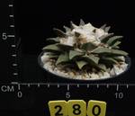 Ariocarpus elongatus Ariocarpus elongatus