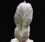 Astrophytum myriostygma v. potosinum Astrophytum myriostygma v. potosinum