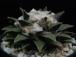 Ariocarpus elongatus Ariocarpus elongatus