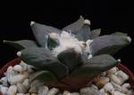 Ariocarpus furfuraceus Ariocarpus furfuraceus