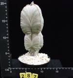 Astrophytum myriostygma v. potosinum Astrophytum myriostygma v. potosinum