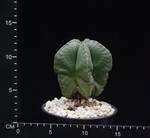 Astrophytum myriostygma nudum Astrophytum myriostygma nudum