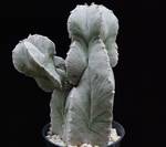 Astrophytum myriostygma Astrophytum myriostygma