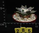 Ariocarpus furfuraceus Ariocarpus furfuraceus