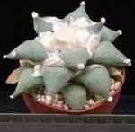 Ariocarpus furfuraceus Ariocarpus furfuraceus