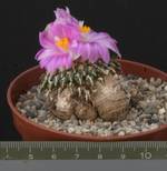 Ariocarpus kotschubeyanus Ariocarpus kotschubeyanus