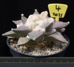 Ariocarpus retusus v. Arteaga Ariocarpus retusus v. Arteaga