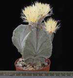 Astrophytum myriostigma v. tulense Astrophytum myriostigma v. tulense