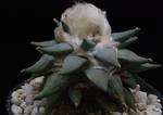 Ariocarpus furfuraceus Ariocarpus furfuraceus