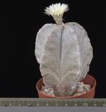 Astrophytum myriostygma v. tulense