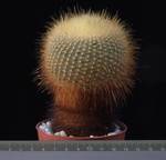 Brasilicactus graesneri 8,5 Brasilicactus graesneri 8,5