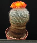 Brasilicactus haselbergii Brasilicactus haselbergii