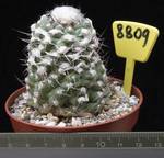 Copiapoa humilis 8809 Copiapoa humilis 8809