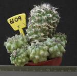 Copiapoa echinoides 6109 Copiapoa echinoides 6109