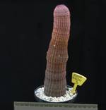 Echinocereus rigidissimus Echinocereus rigidissimus