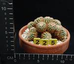 Echinocereus viridiflorus Echinocereus viridiflorus