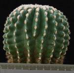 Echinocactus grusonii v. inermis Echinocactus grusonii v. inermis