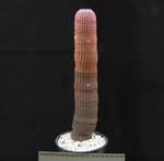 Echinocereus rigidissimus Echinocereus rigidissimus